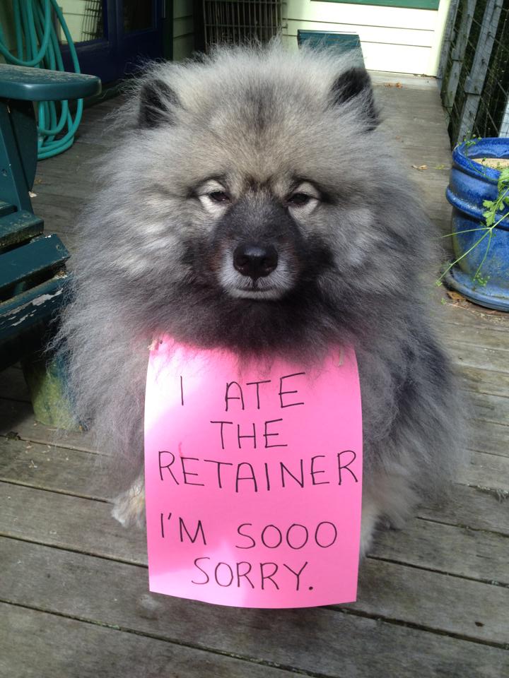 dogateretainer